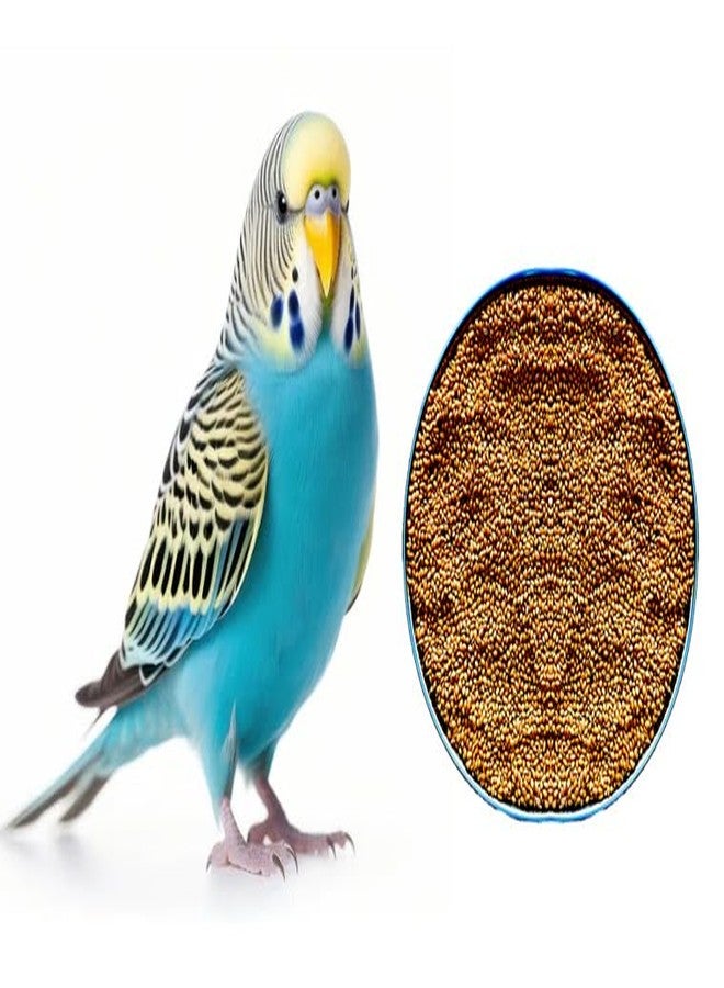 بي أم كي دخن ذيل الثعلب من PMK | بذور كانجني | 1000 غرام | طعام طيور صغيرة من الدخن الأصفر، مناسب لطيور الكوكتيل، وطيور الحب، والعصافير، والمونيا، والببغاوات، والسمان، والعصافير الدوري، والحمام - عبوة واحدة (1 كجم) - Image 2